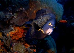 This photo was taken in Cozumel with a DC200 and 1- digit... by Steven Anderson 